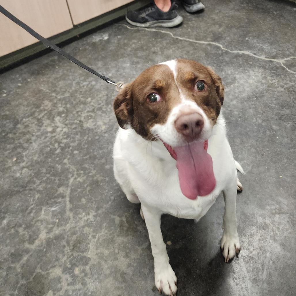 Enlarge Brittany, a Adoptable Brittany Spaniel in Evensville, TN image 3/6