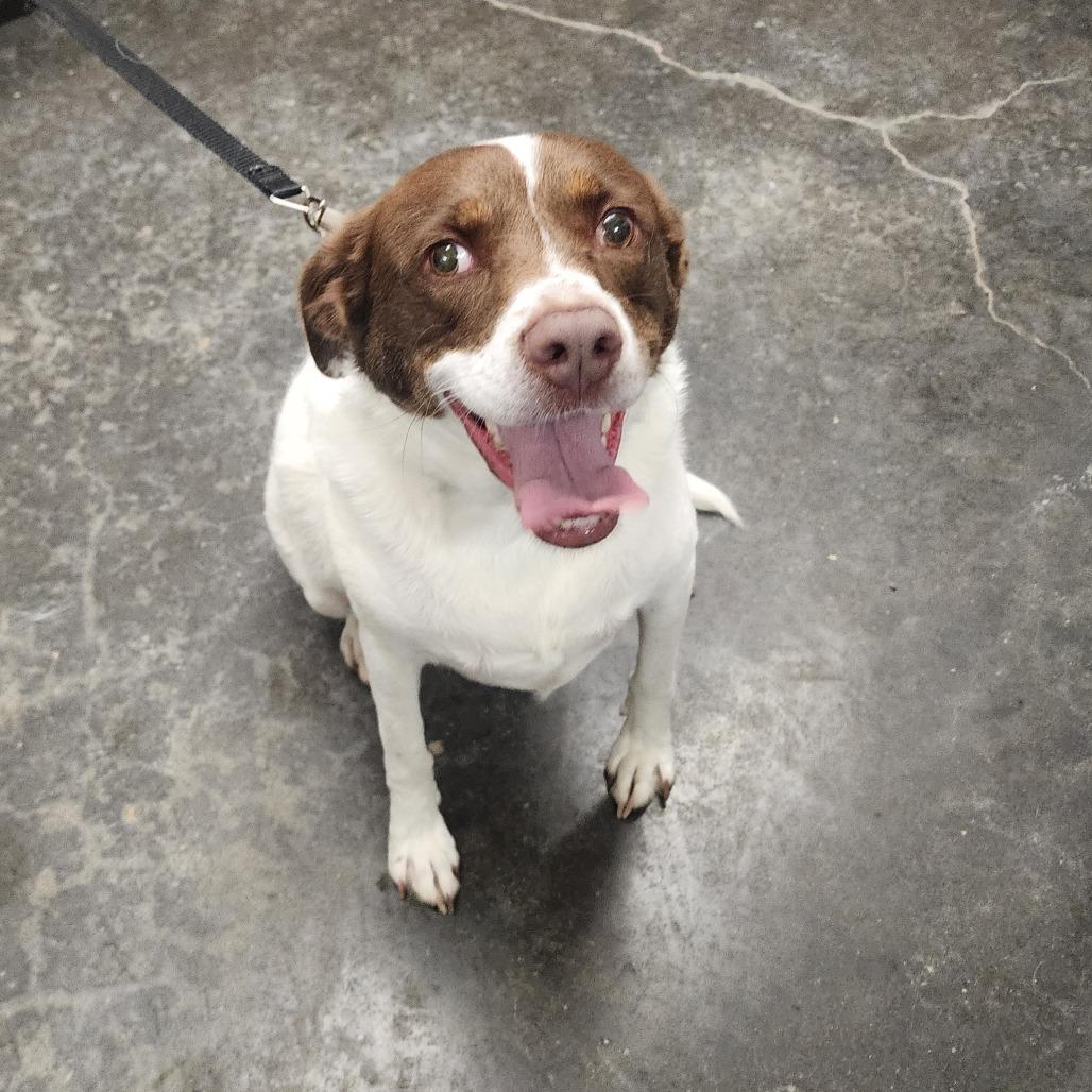 Enlarge Brittany, a Adoptable Brittany Spaniel in Evensville, TN image 4/6