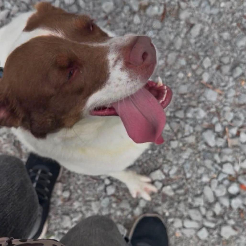 Enlarge Brittany, a Adoptable Brittany Spaniel in Evensville, TN image 5/6