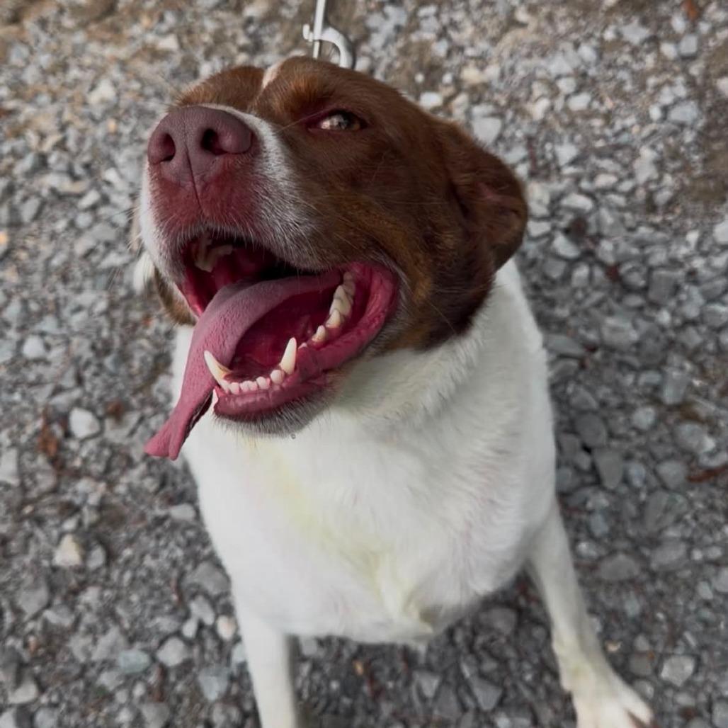 Enlarge Brittany, a Adoptable Brittany Spaniel in Evensville, TN image 6/6