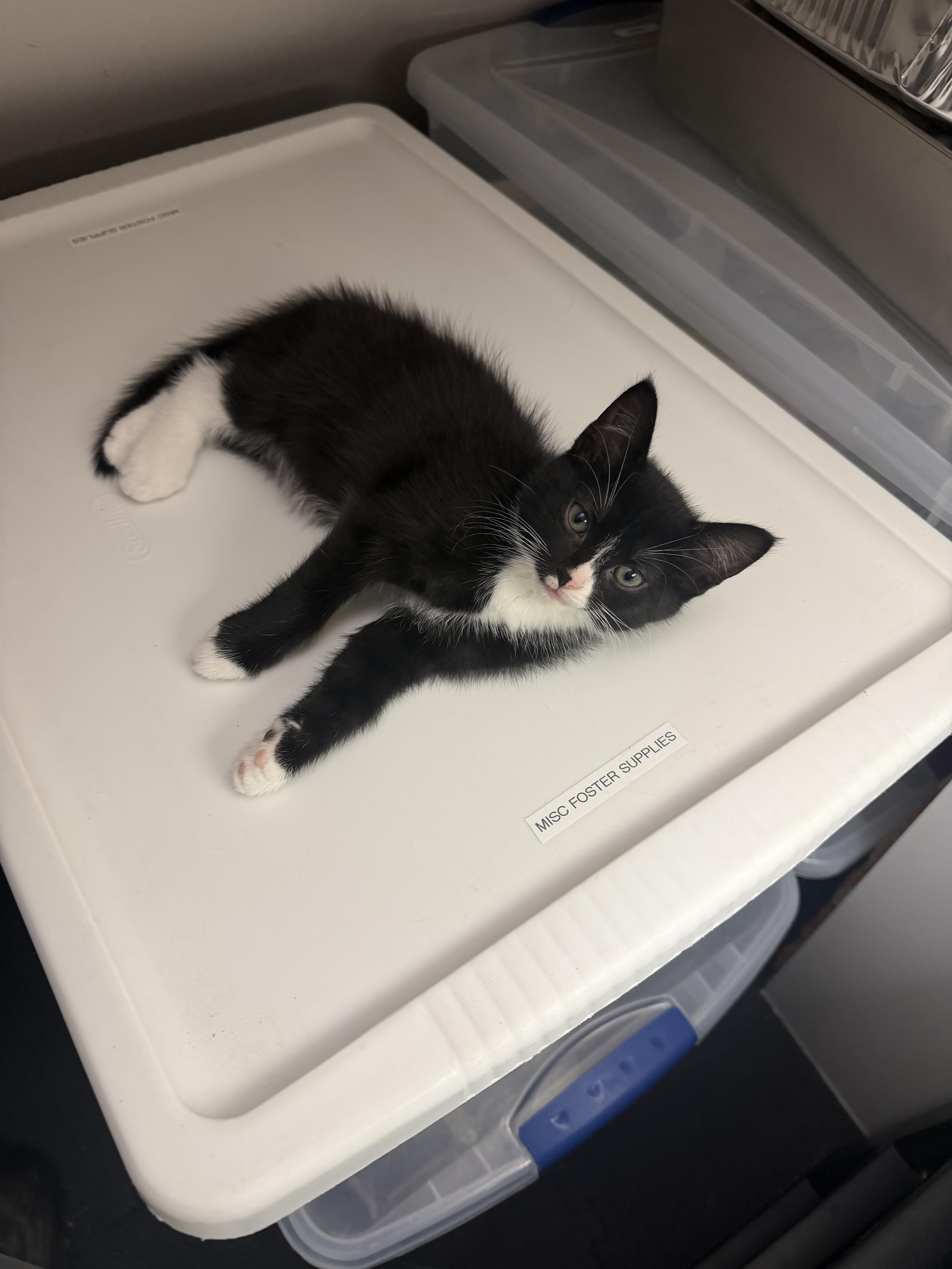 Twyla, a Adoptable Tuxedo in Columbus, OH image 2/3