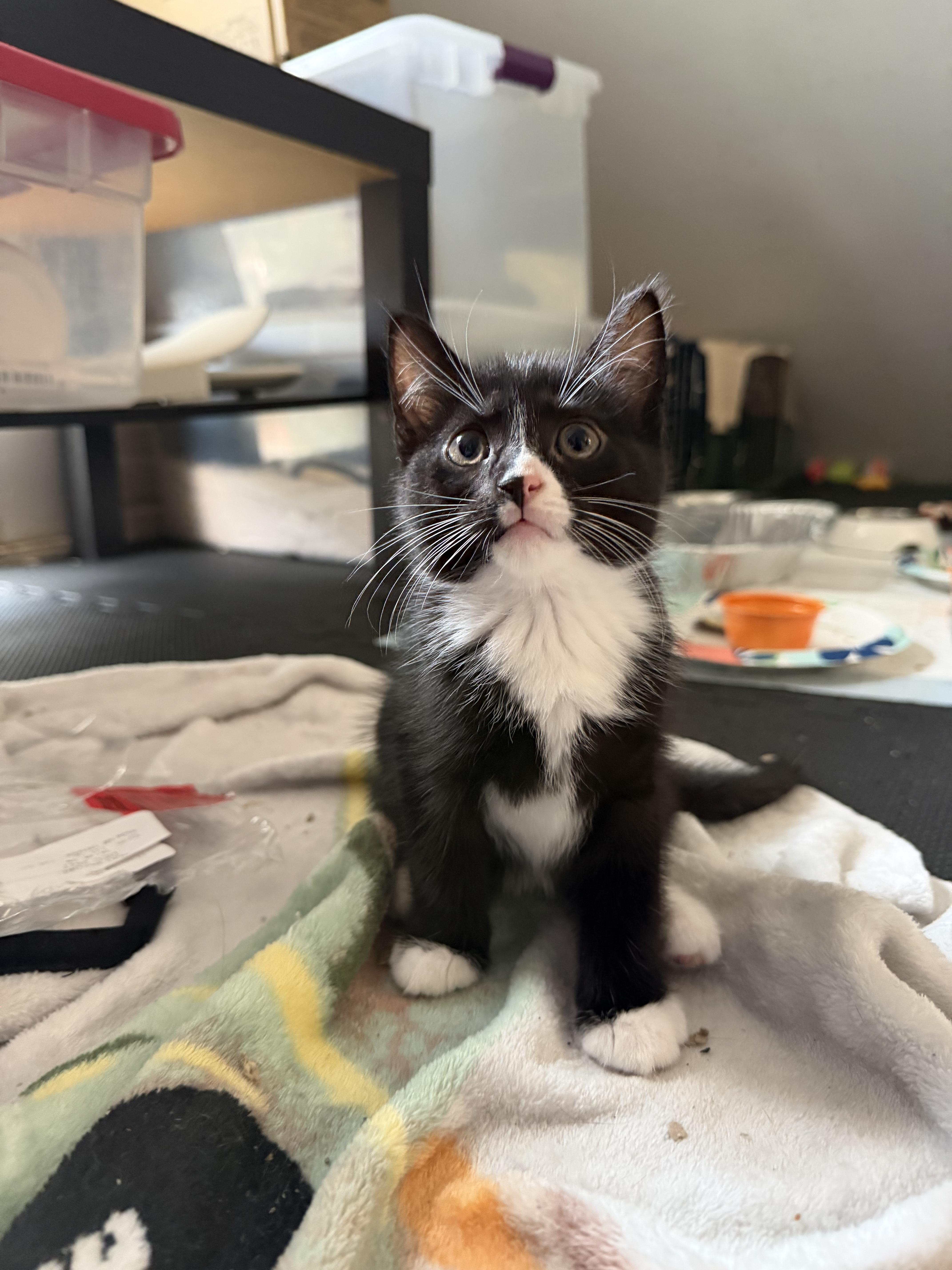 Twyla, Adoptable, Kitten Female Tuxedo.