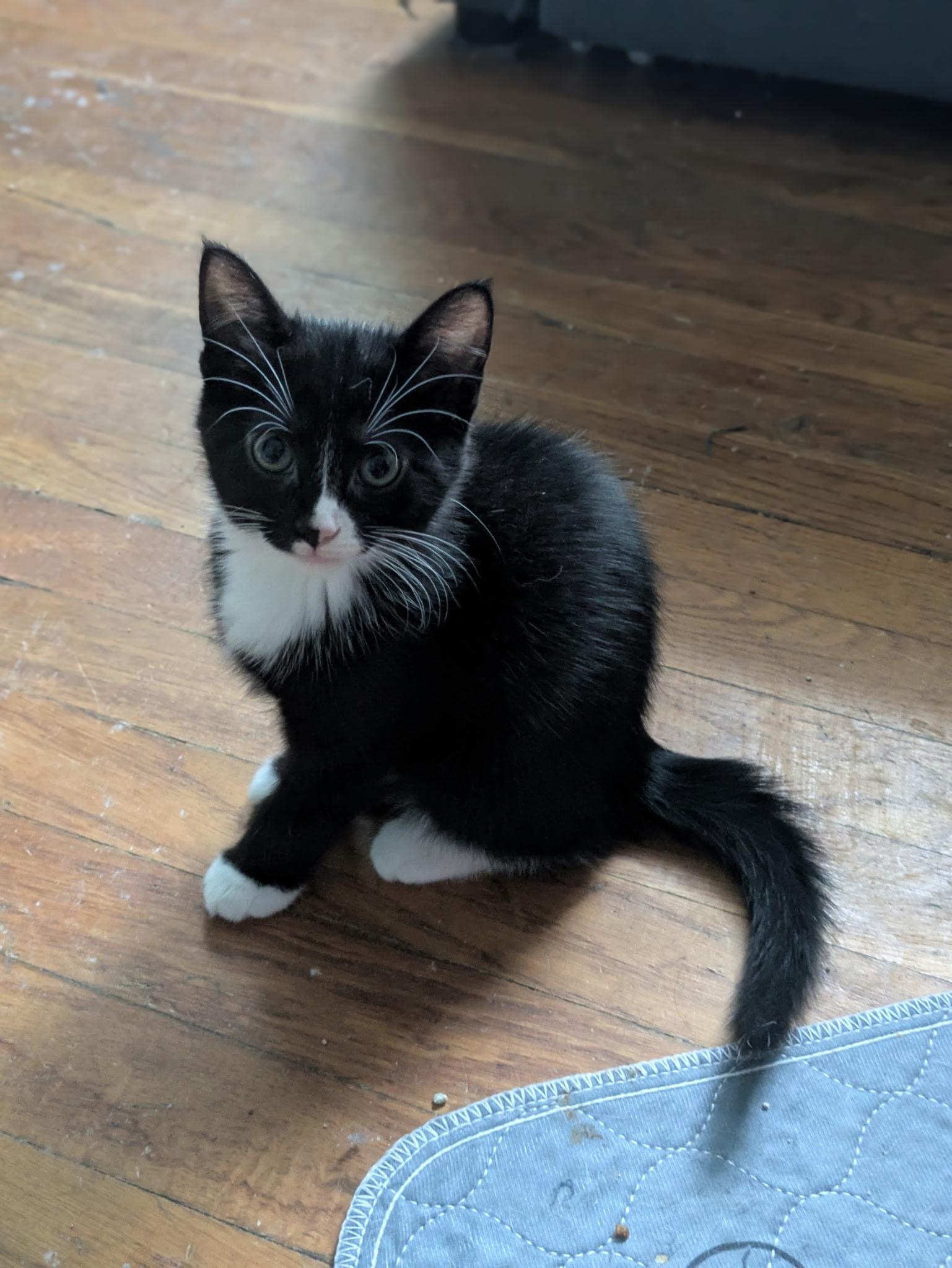 Twyla, a Adoptable Tuxedo in Columbus, OH image 3/3