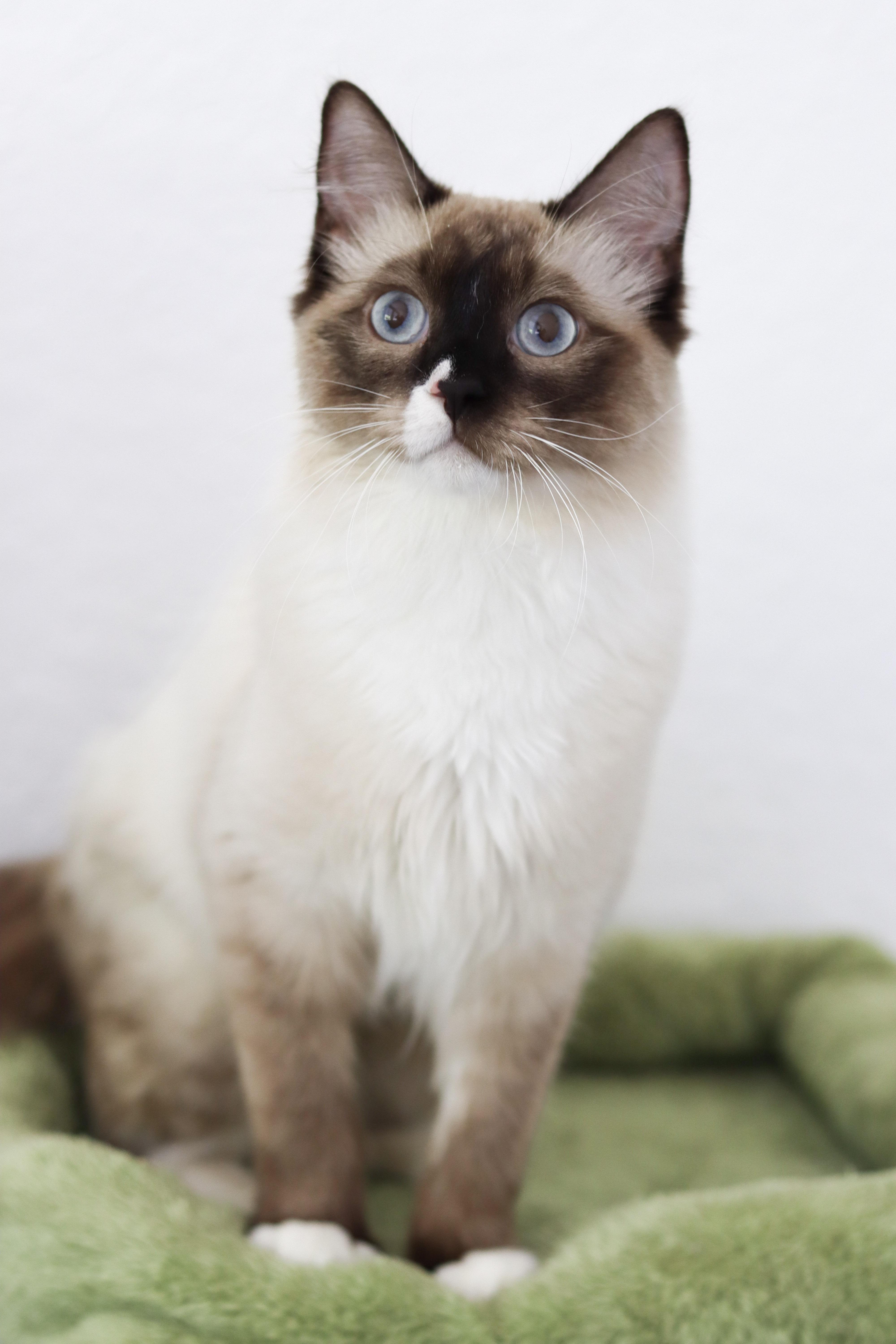 Enlarge Matcha, a Adoptable Ragdoll in Vernon, CT image 5/5