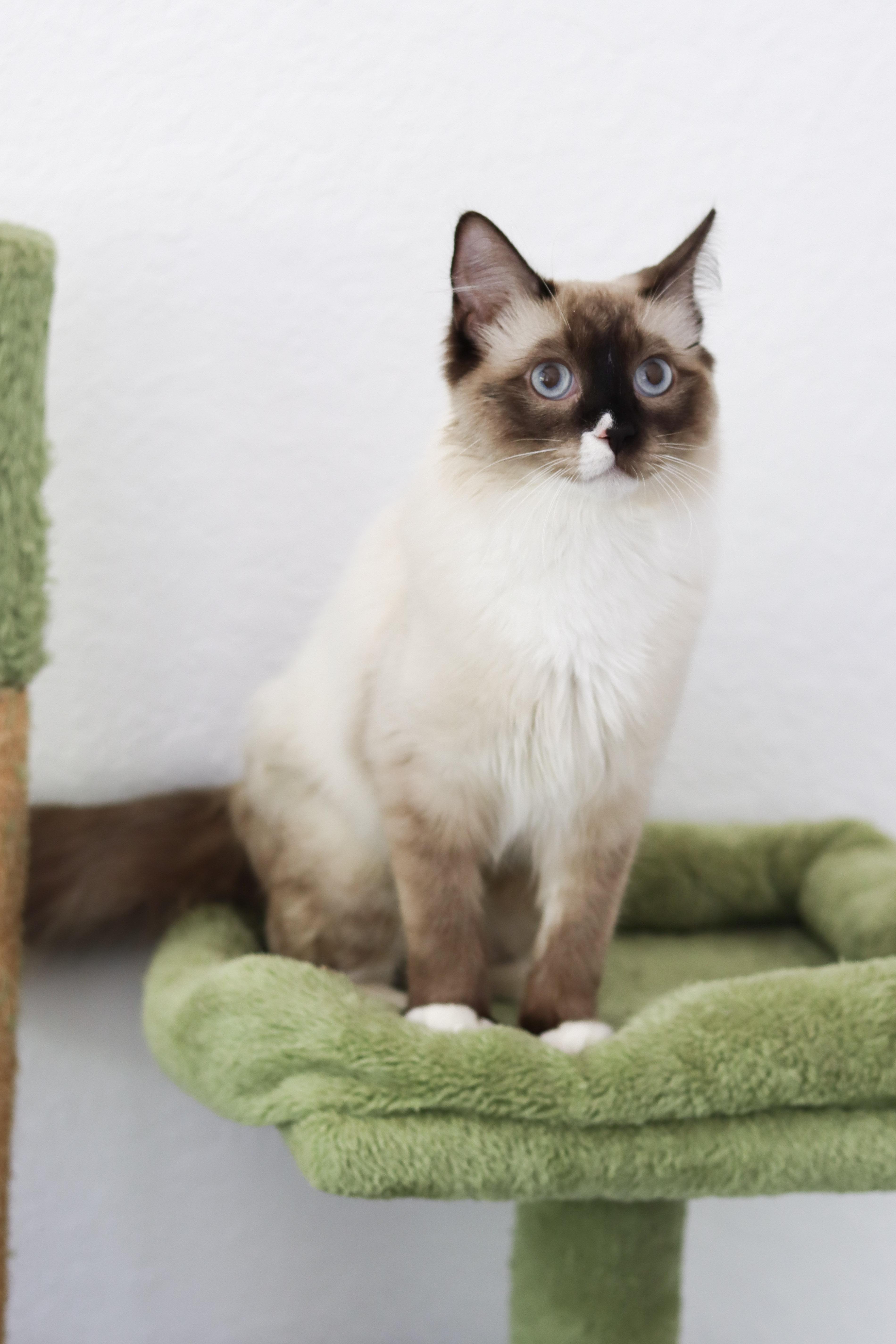 Enlarge Matcha, a Adoptable Ragdoll in Vernon, CT image 4/5