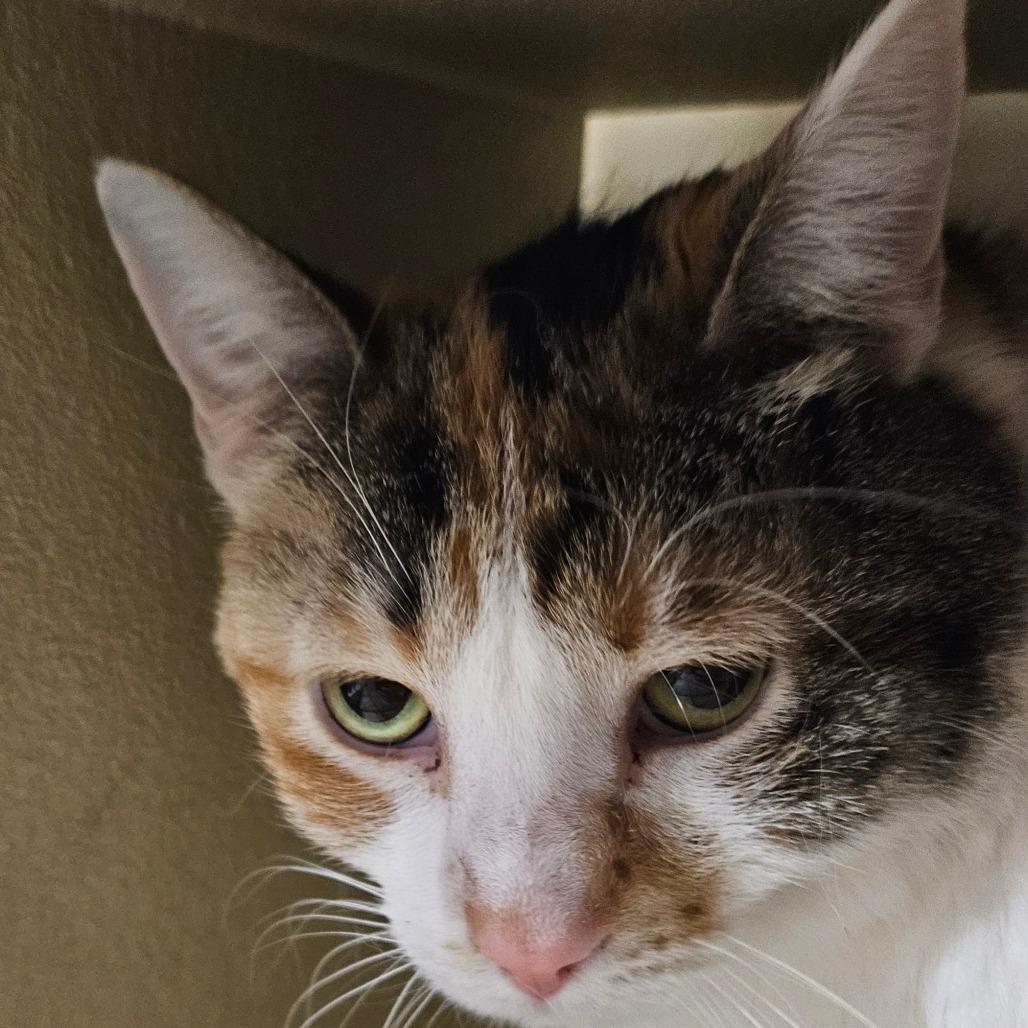 Enlarge Juniper, a Adoptable Domestic Short Hair in Las Vegas, NV image 2/2