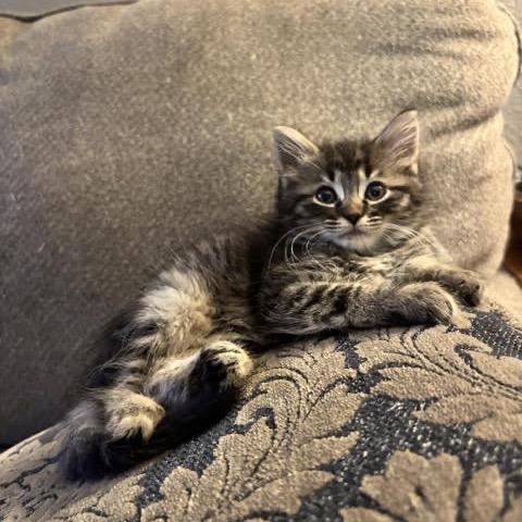 Peaches, Adoptable, Kitten Female Domestic Medium Hair.