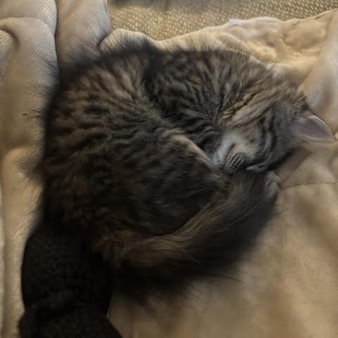 Enlarge Peaches, a Adoptable Domestic Medium Hair in Asheville, NC image 2/5