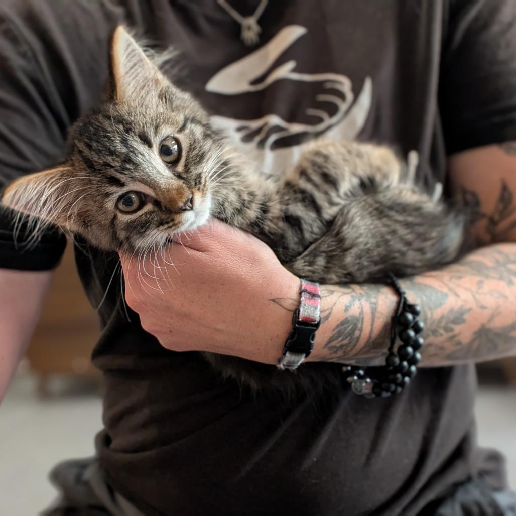 Enlarge Peaches, a Adoptable Domestic Medium Hair in Asheville, NC image 3/5
