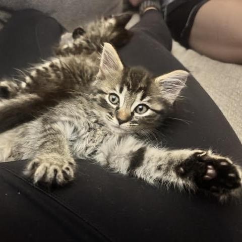 Enlarge Peaches, a Adoptable Domestic Medium Hair in Asheville, NC image 4/5