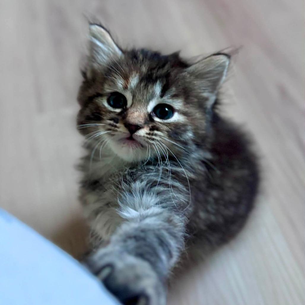 Enlarge Peaches, a Adoptable Domestic Medium Hair in Asheville, NC image 5/5