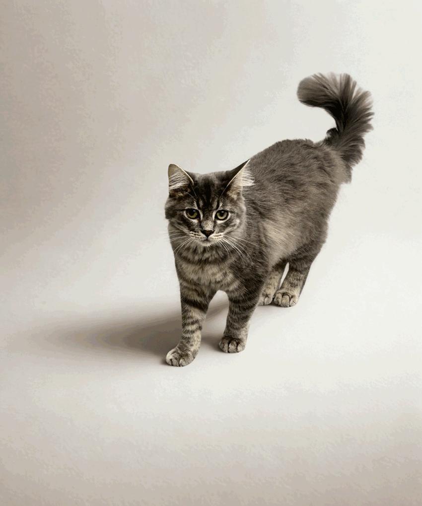 Dash, Adoptable, Young Male Domestic Medium Hair.