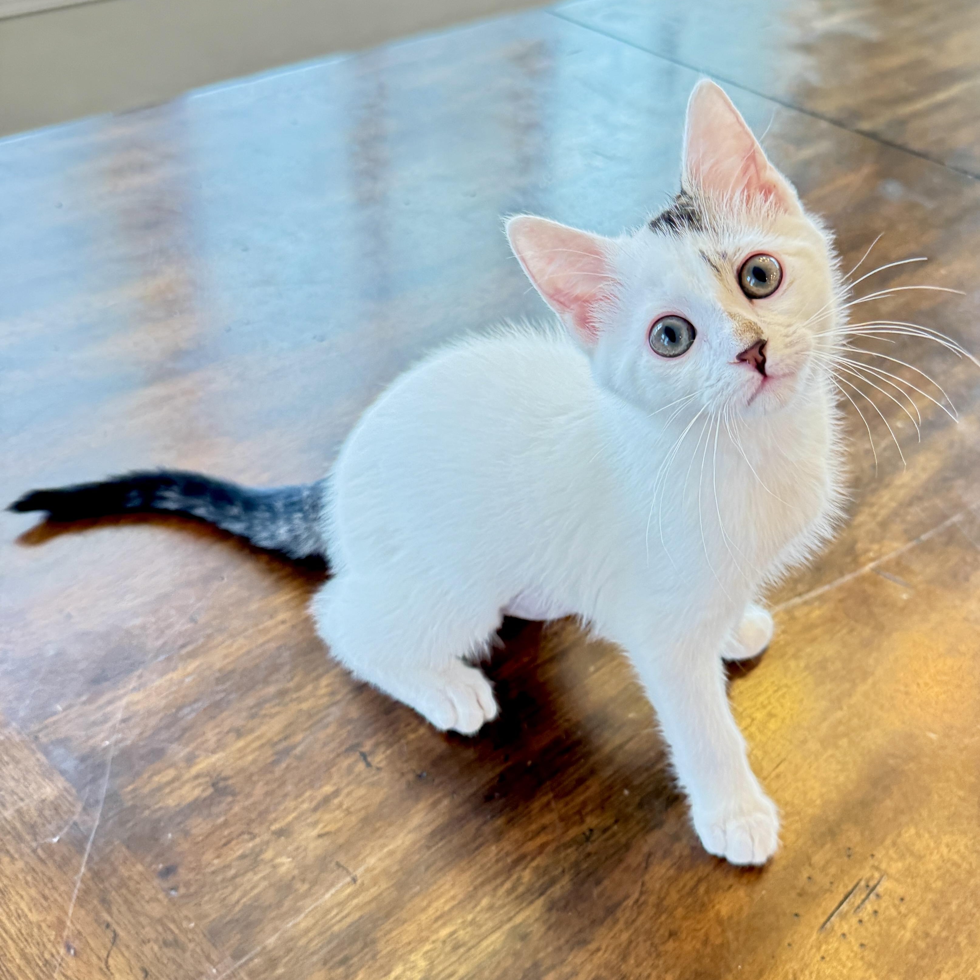 Enlarge White Mountain, an adopted Domestic Short Hair in Richmond, VA image 1/1