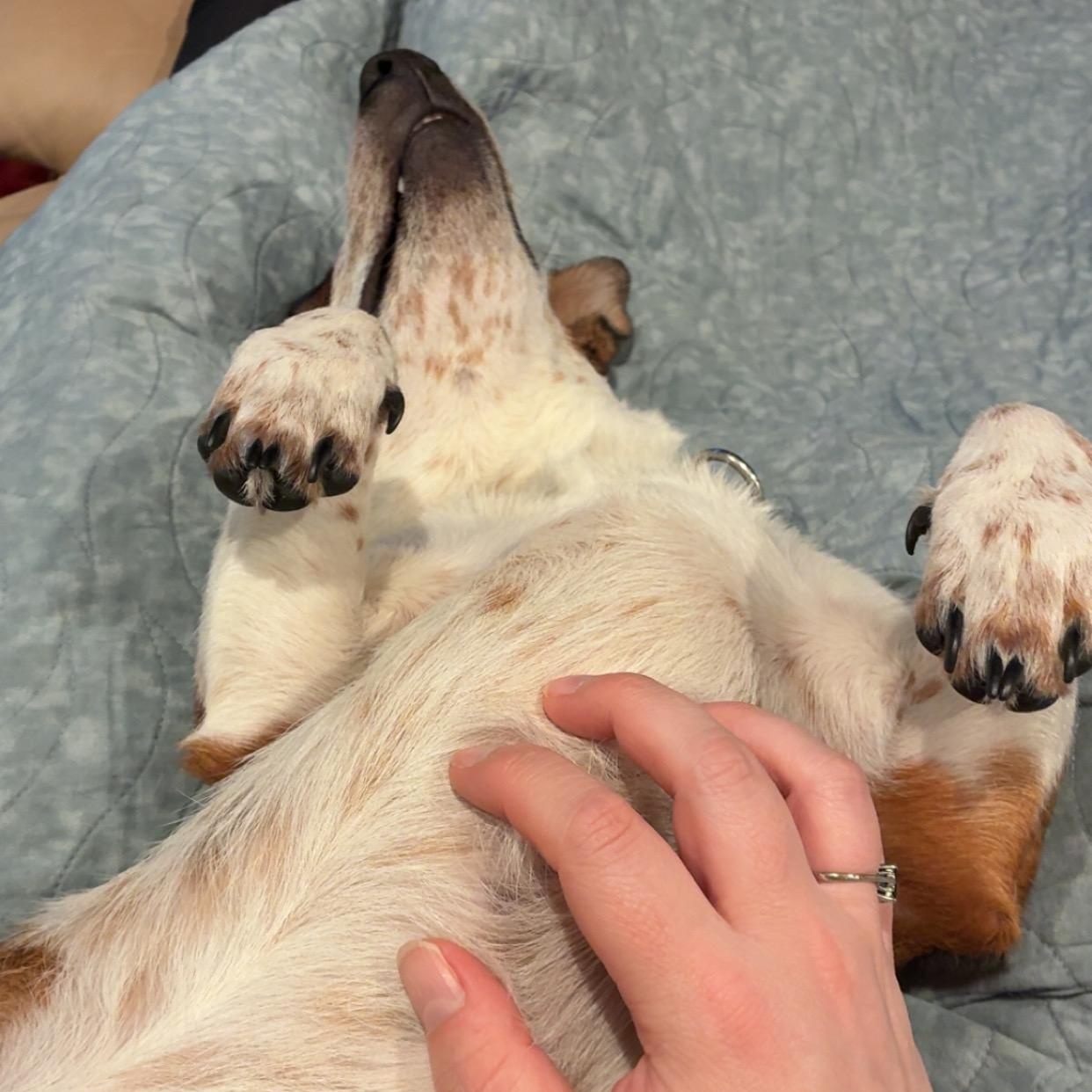 Enlarge Max, a ADOPTABLE mixed breed in Alma, MI image 4/5
