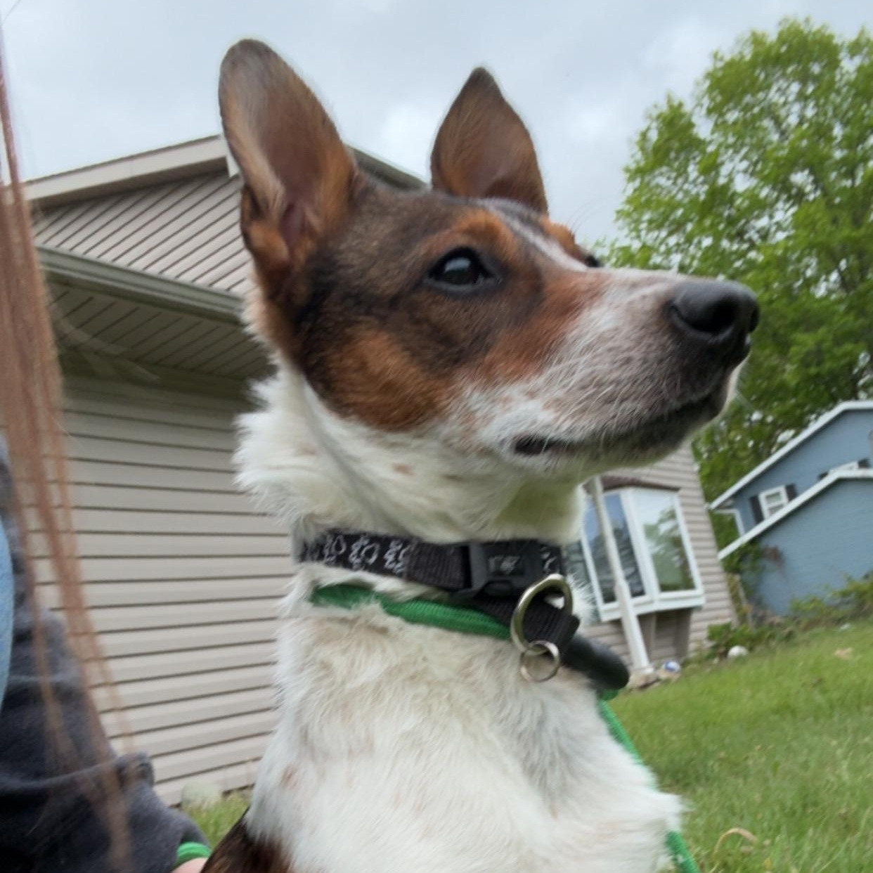Max, ADOPTABLE, Young Male Jack Russell Terrier.