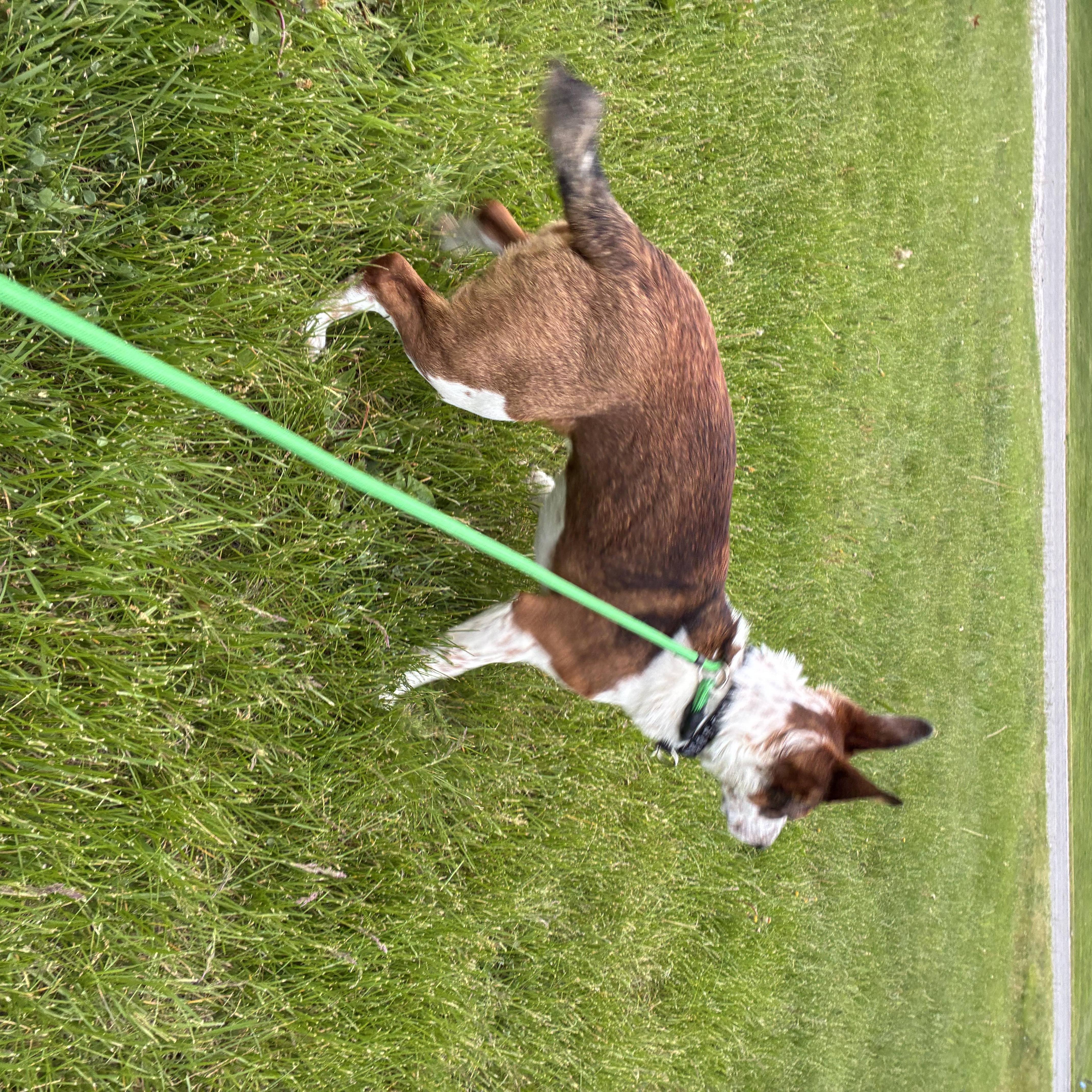 Enlarge Max, a ADOPTABLE mixed breed in Alma, MI image 2/5