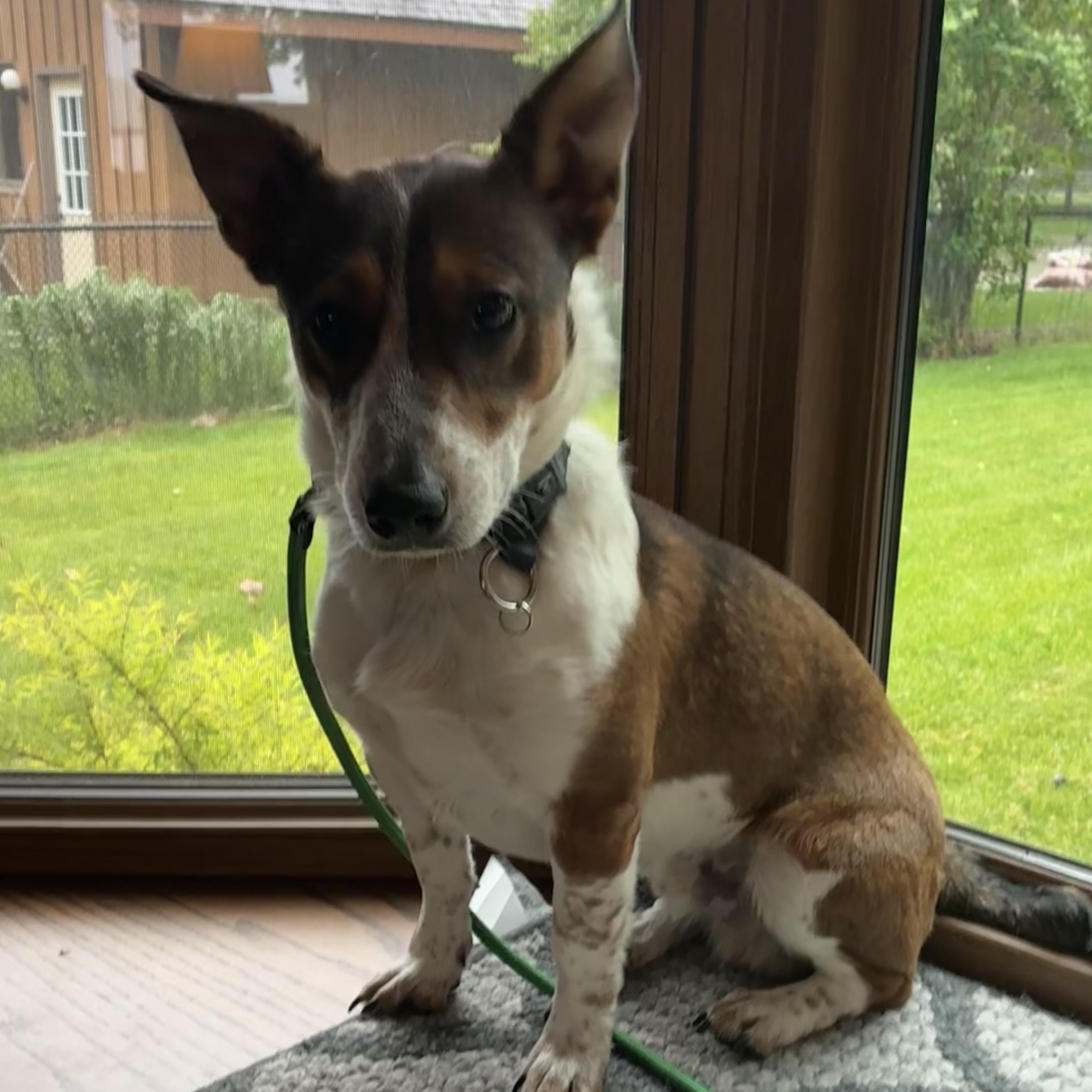 Enlarge Max, a ADOPTABLE mixed breed in Alma, MI image 3/5
