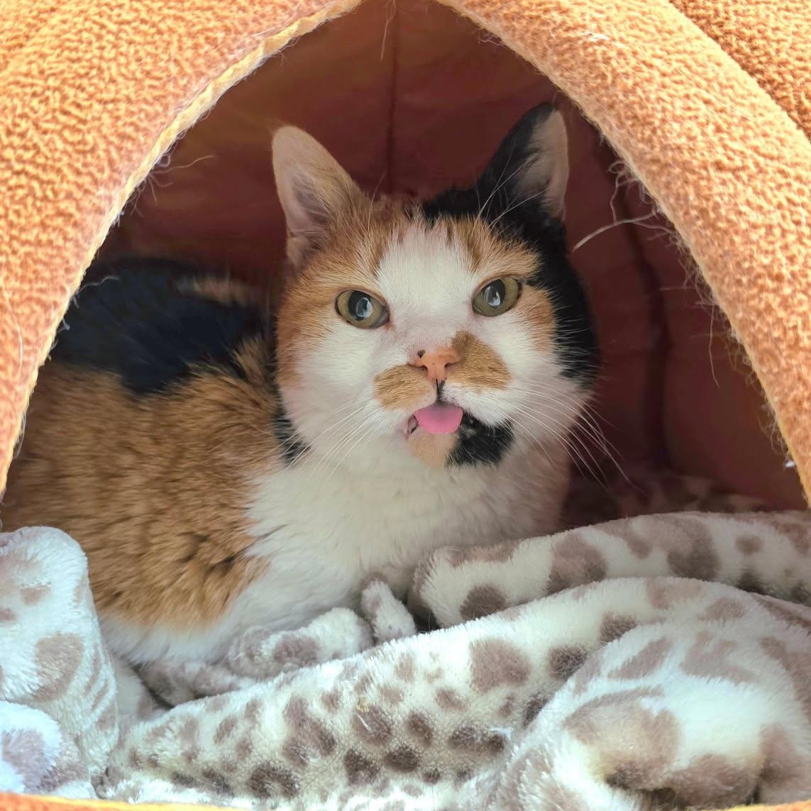 Ducky, ADOPTABLE, Senior Female Domestic Short Hair.