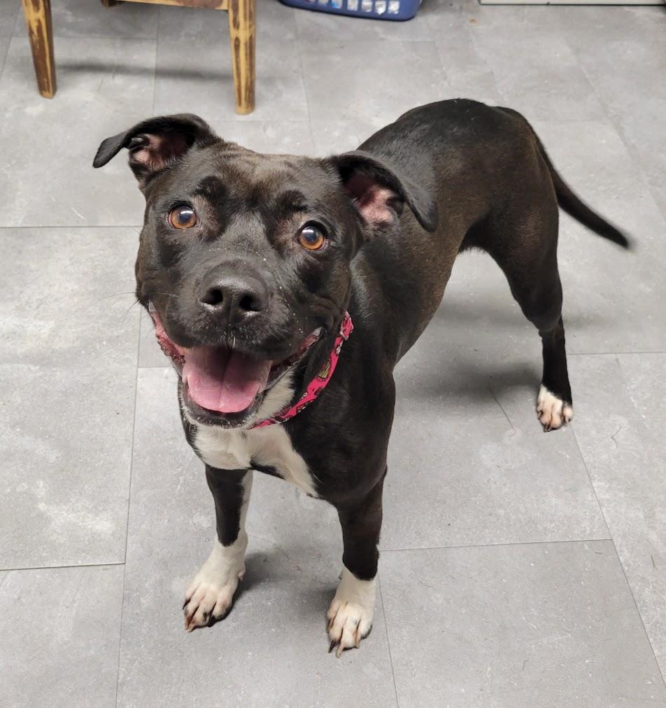Enlarge Envy, a Adoptable mixed breed in Lisbon, OH image 2/3