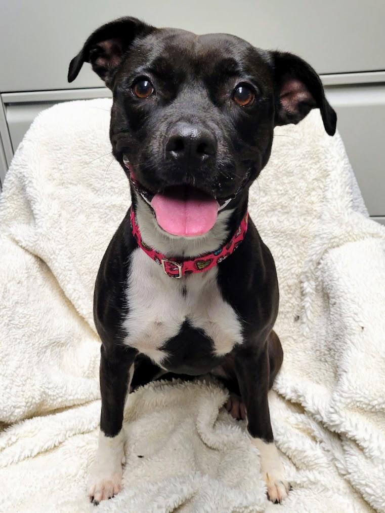 Enlarge Envy, a Adoptable mixed breed in Lisbon, OH image 3/3