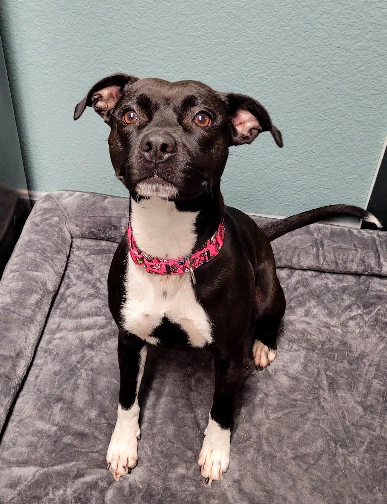 Envy, Adoptable, Young Female Pit Bull Terrier.