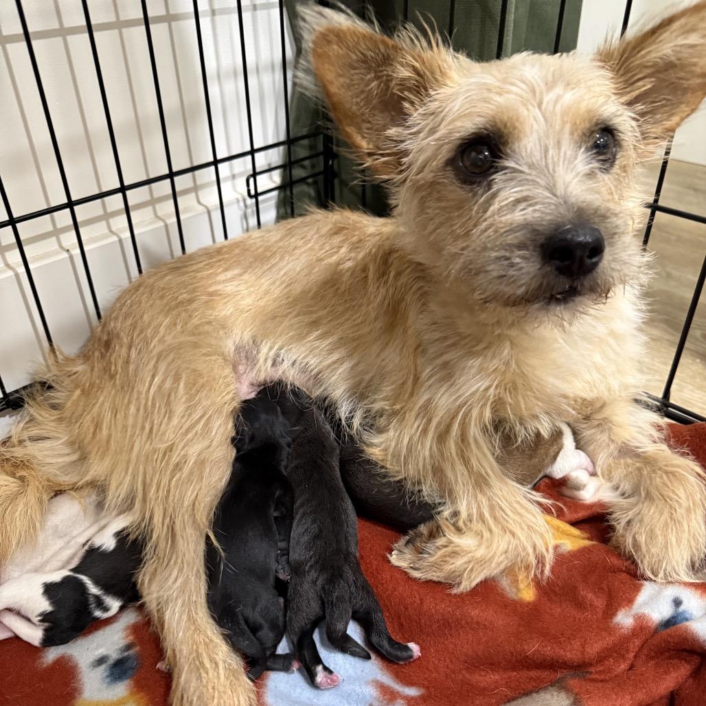 Enlarge Arabella (Mama), a Adoptable Terrier in Sacramento, CA image 1/4