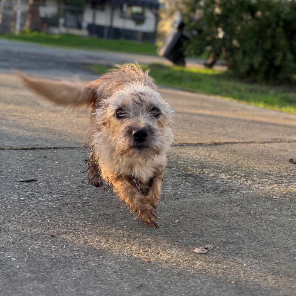 Enlarge Arabella (Mama), a Adoptable Terrier in Sacramento, CA image 2/4