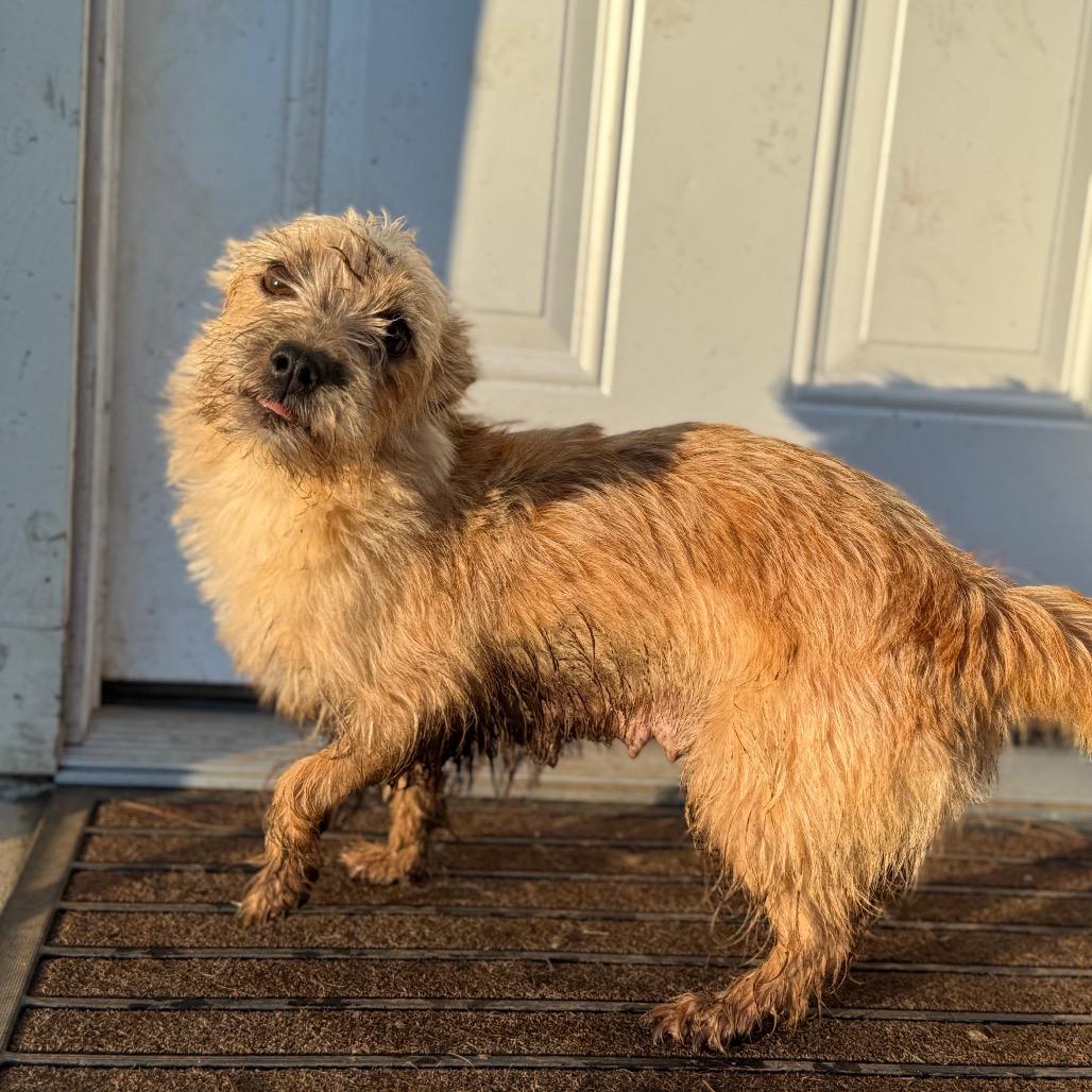Enlarge Arabella (Mama), a Adoptable Terrier in Sacramento, CA image 3/4