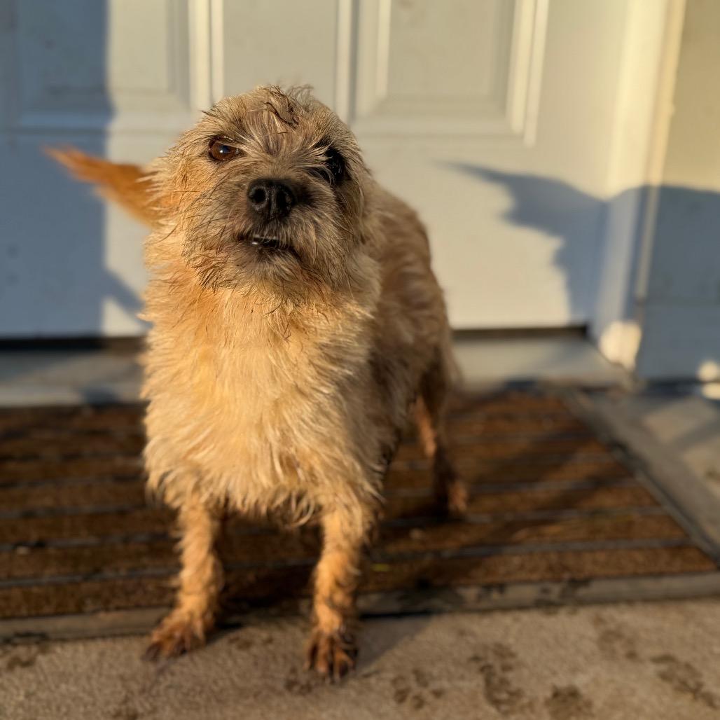 Enlarge Arabella (Mama), a Adoptable Terrier in Sacramento, CA image 4/4