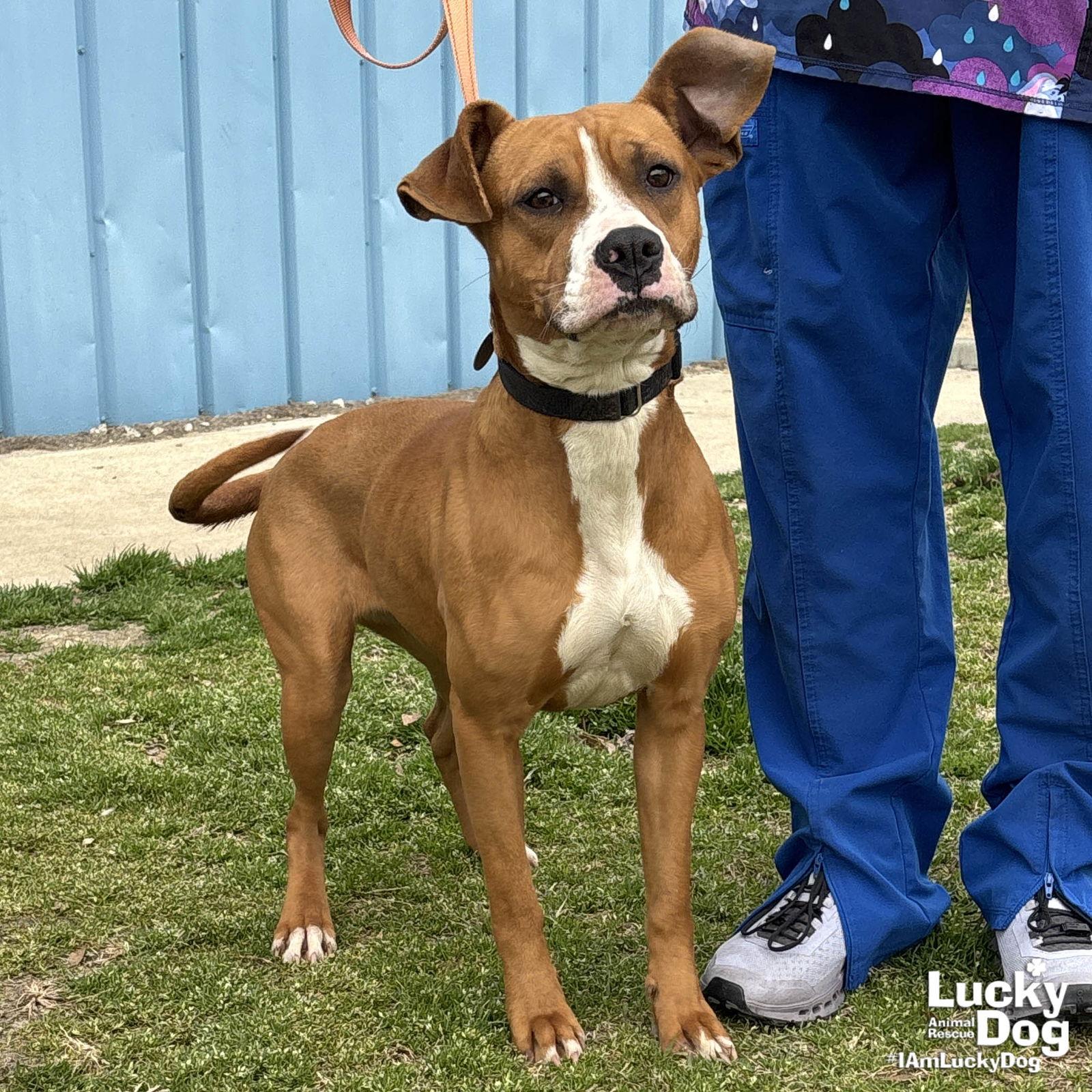 Enlarge Cilantro, a Adoptable mixed breed in Washington, DC image 1/3