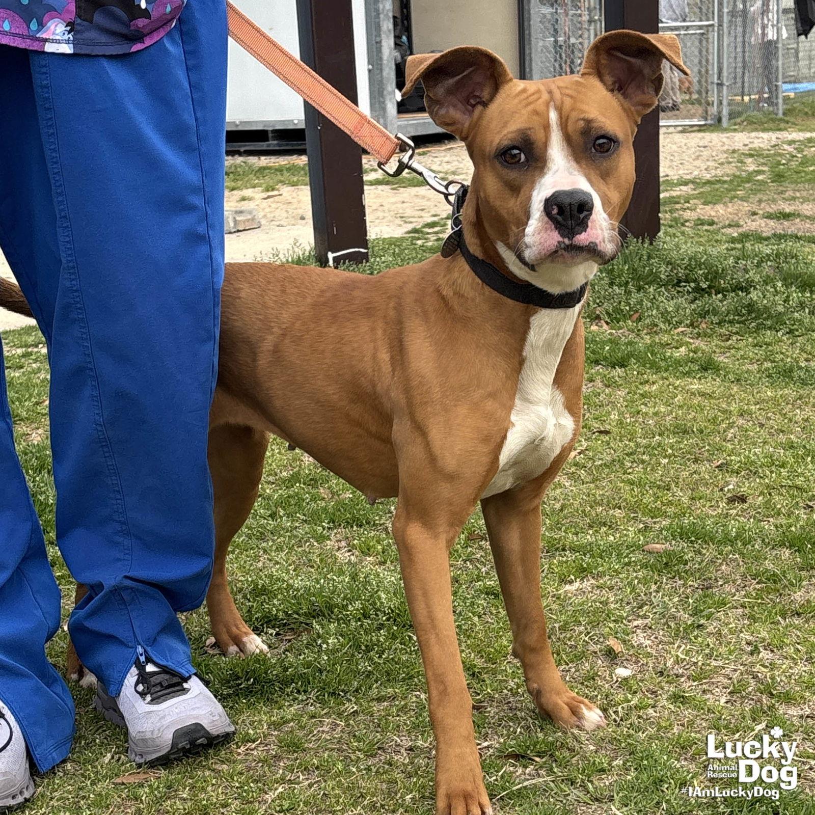 Enlarge Cilantro, a Adoptable mixed breed in Washington, DC image 2/3
