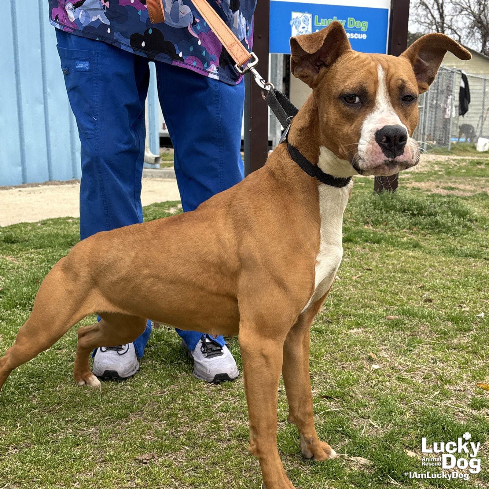 Enlarge Cilantro, a Adoptable mixed breed in Washington, DC image 3/3