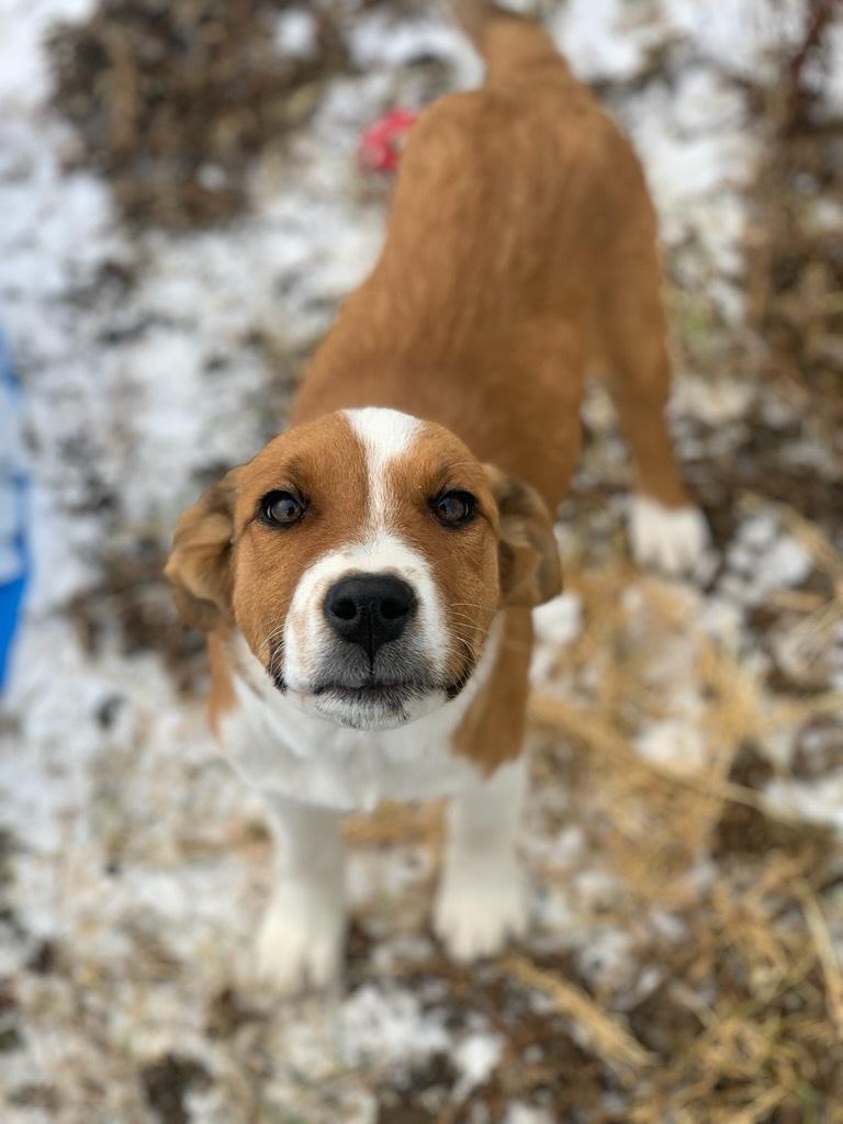 Pimento, ADOPTABLE, Puppy Female Mixed Breed.