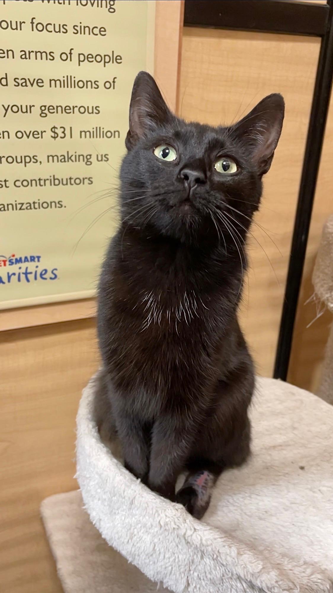 Wanda, an adopted Domestic Short Hair in Barrington Hills, IL image 1/3