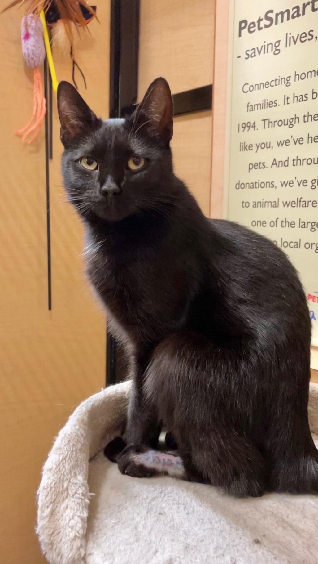 Wanda, an adopted Domestic Short Hair in Barrington Hills, IL image 2/3