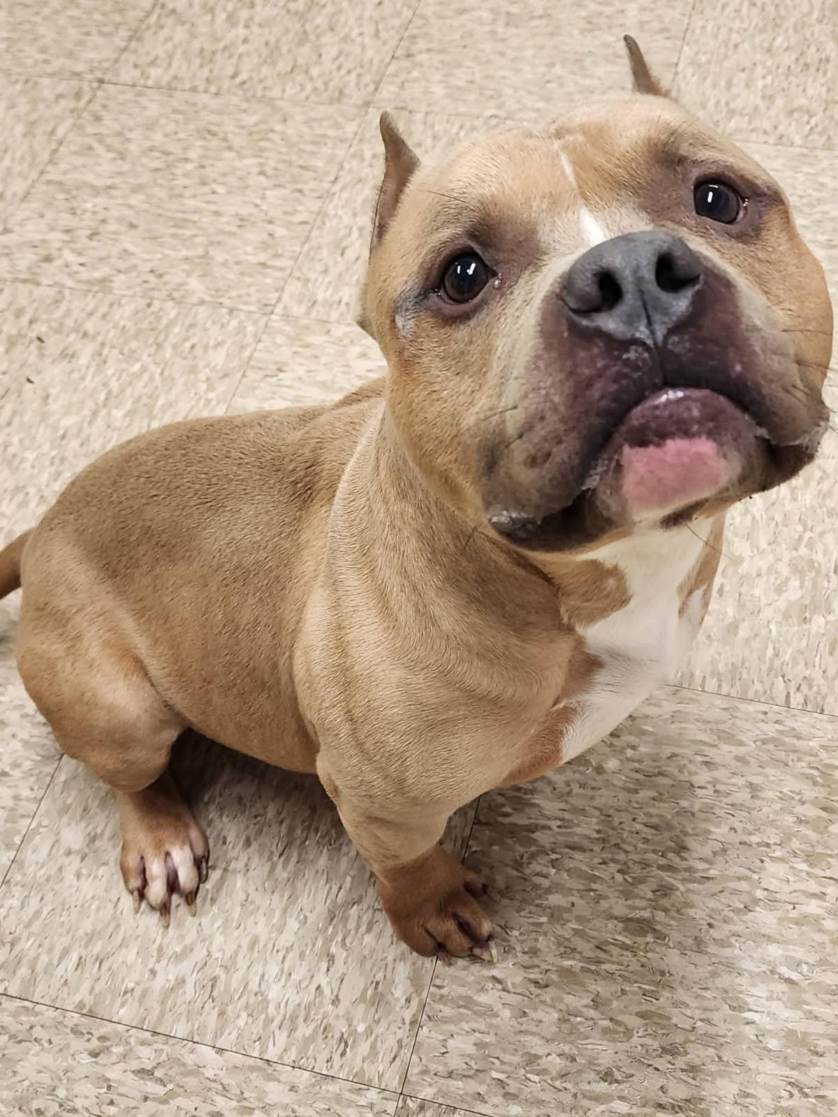 Enlarge Baby Huey, cute little low-rider boy !  , an adopted mixed breed in Charlottesville, VA image 1/1