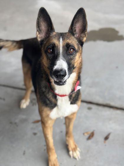 Sasha (156118)