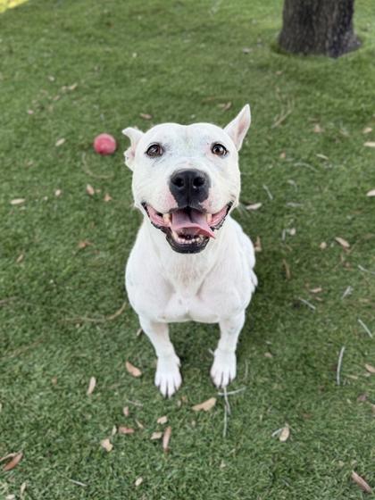 Snow - 2, Adoptable, Adult Female American Bulldog & Mixed Breed.