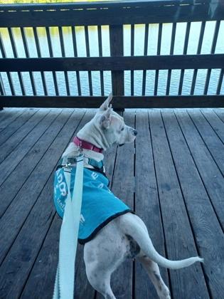 Snow - 2, a Adoptable mixed breed in Daytona Beach, FL image 2/3