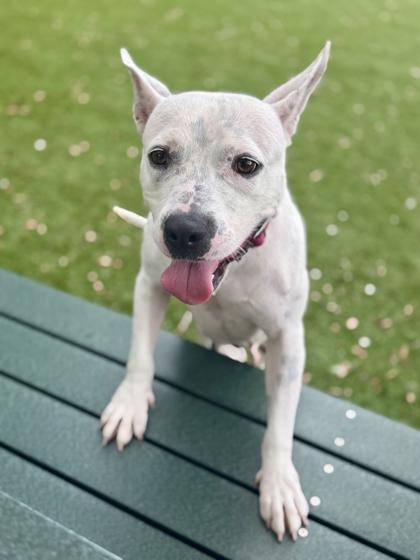 Snow - 2, a Adoptable mixed breed in Daytona Beach, FL image 3/3