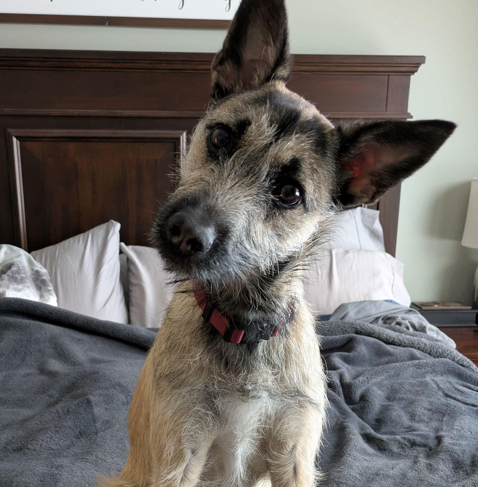 Bambi, Adoptable, Puppy Female Terrier.