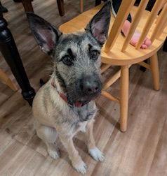 Bambi, a Adoptable Terrier in Brooklyn Center, MN image 2/3