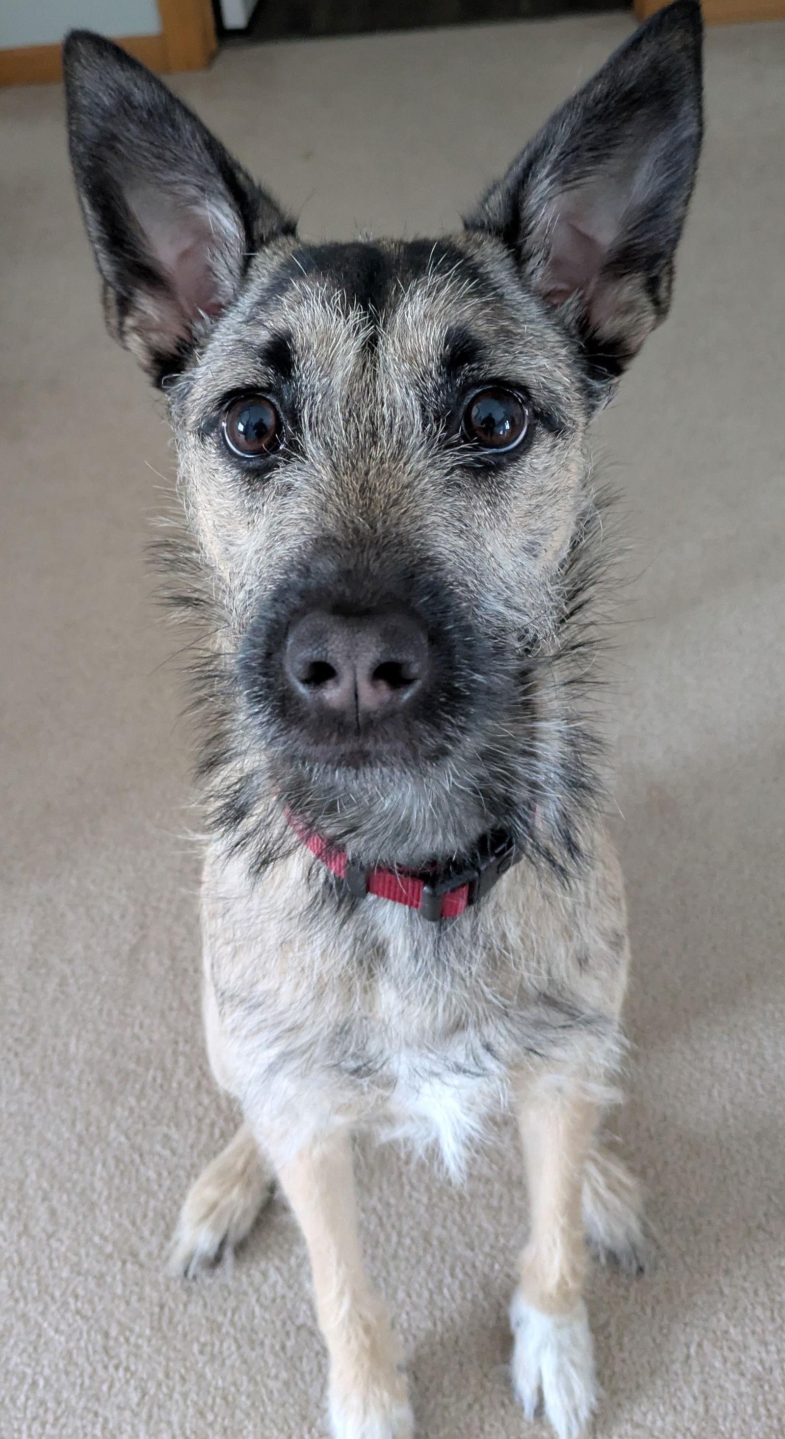 Bambi, a Adoptable Terrier in Brooklyn Center, MN image 3/3