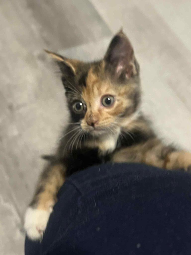 Enlarge Shiloh, a Adoptable Domestic Short Hair in Gorham, ME image 1/1