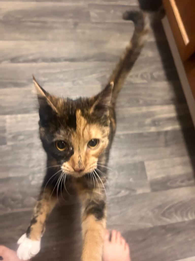 Enlarge Shiloh, a Adoptable Domestic Short Hair in Orlando, FL image 1/5