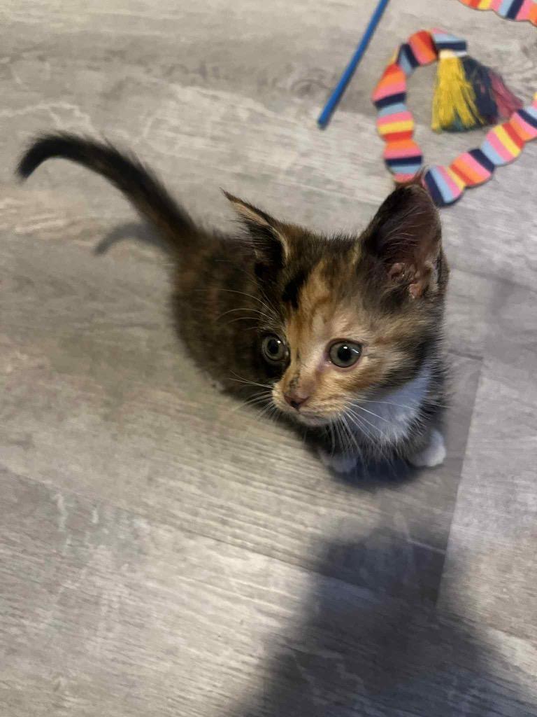 Shiloh, Adoptable, Kitten Female Domestic Short Hair.