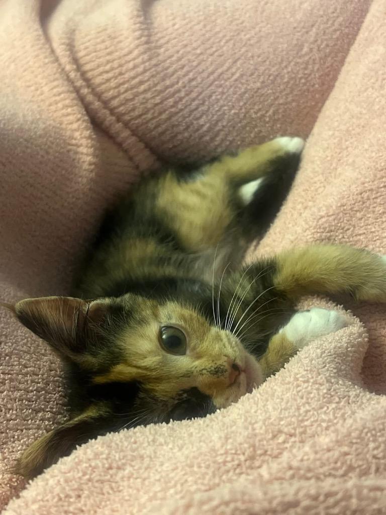 Enlarge Shiloh, a Adoptable Domestic Short Hair in Orlando, FL image 2/5