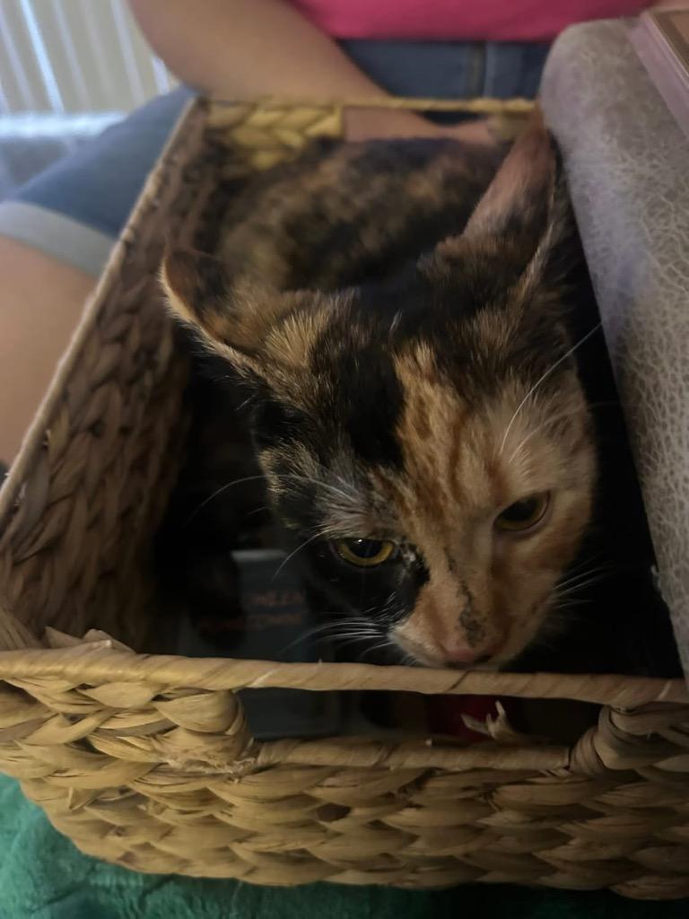 Enlarge Shiloh, a Adoptable Domestic Short Hair in Orlando, FL image 3/5