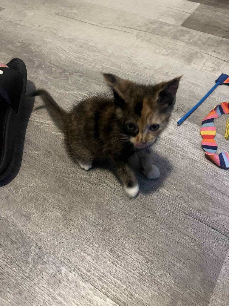 Enlarge Shiloh, a Adoptable Domestic Short Hair in Orlando, FL image 2/3