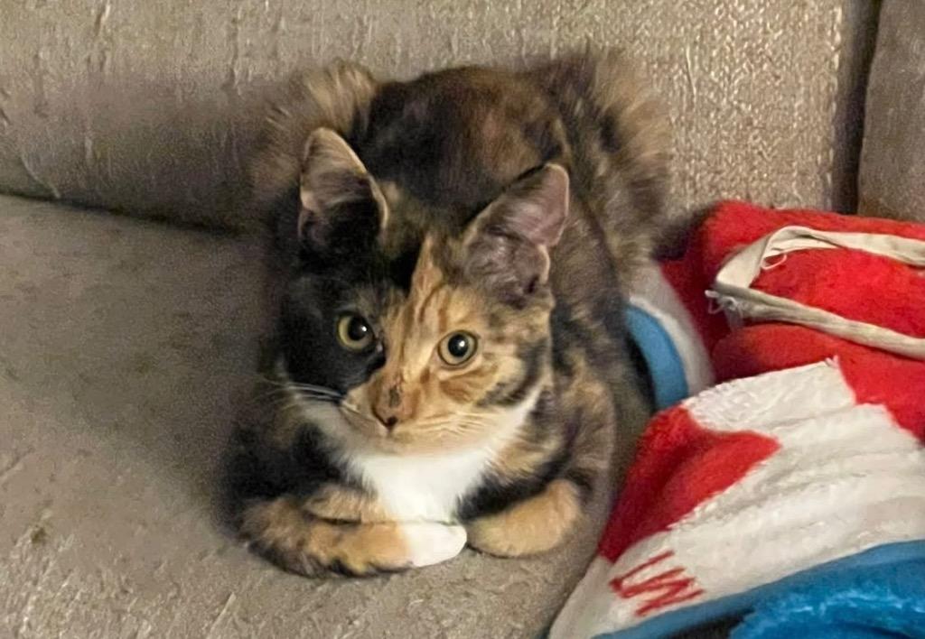 Enlarge Shiloh, a Adoptable Domestic Short Hair in Orlando, FL image 4/5